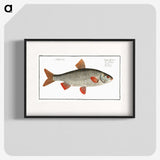 1-92_Ichtyologie-ou-Histoire-naturelle_blk