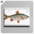 1-92_Ichtyologie-ou-Histoire-naturelle_canvas
