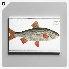1-92_Ichtyologie-ou-Histoire-naturelle_canvas