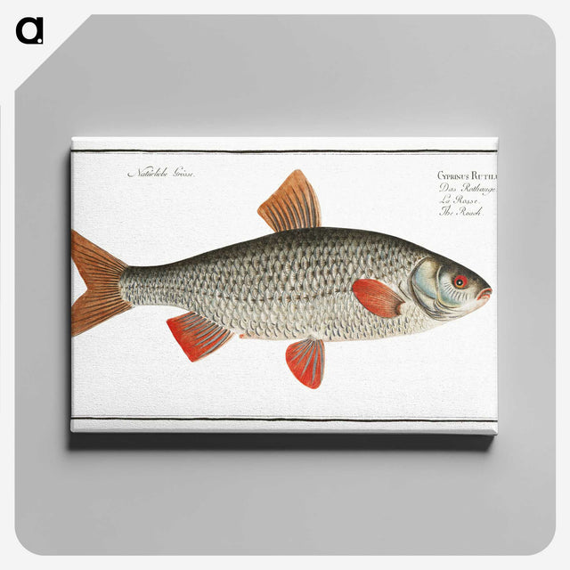 1-92_Ichtyologie-ou-Histoire-naturelle_canvas
