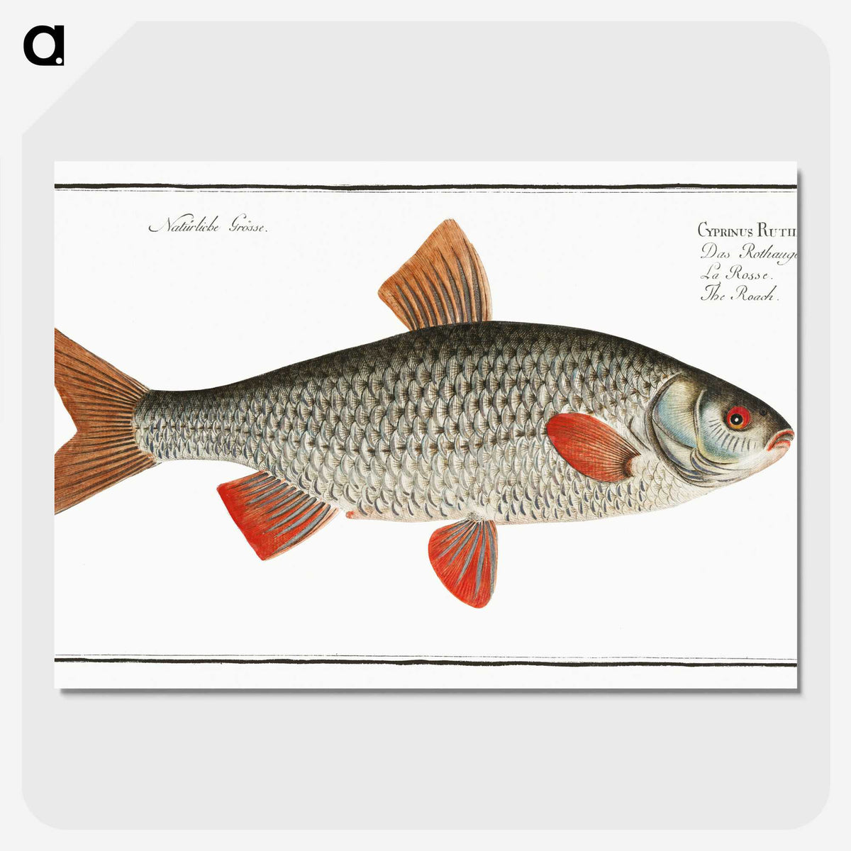 1-92_Ichtyologie-ou-Histoire-naturelle_picture-crop