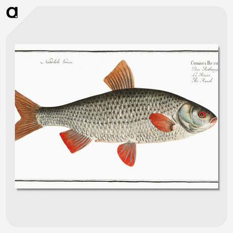 1-92_Ichtyologie-ou-Histoire-naturelle_picture-crop