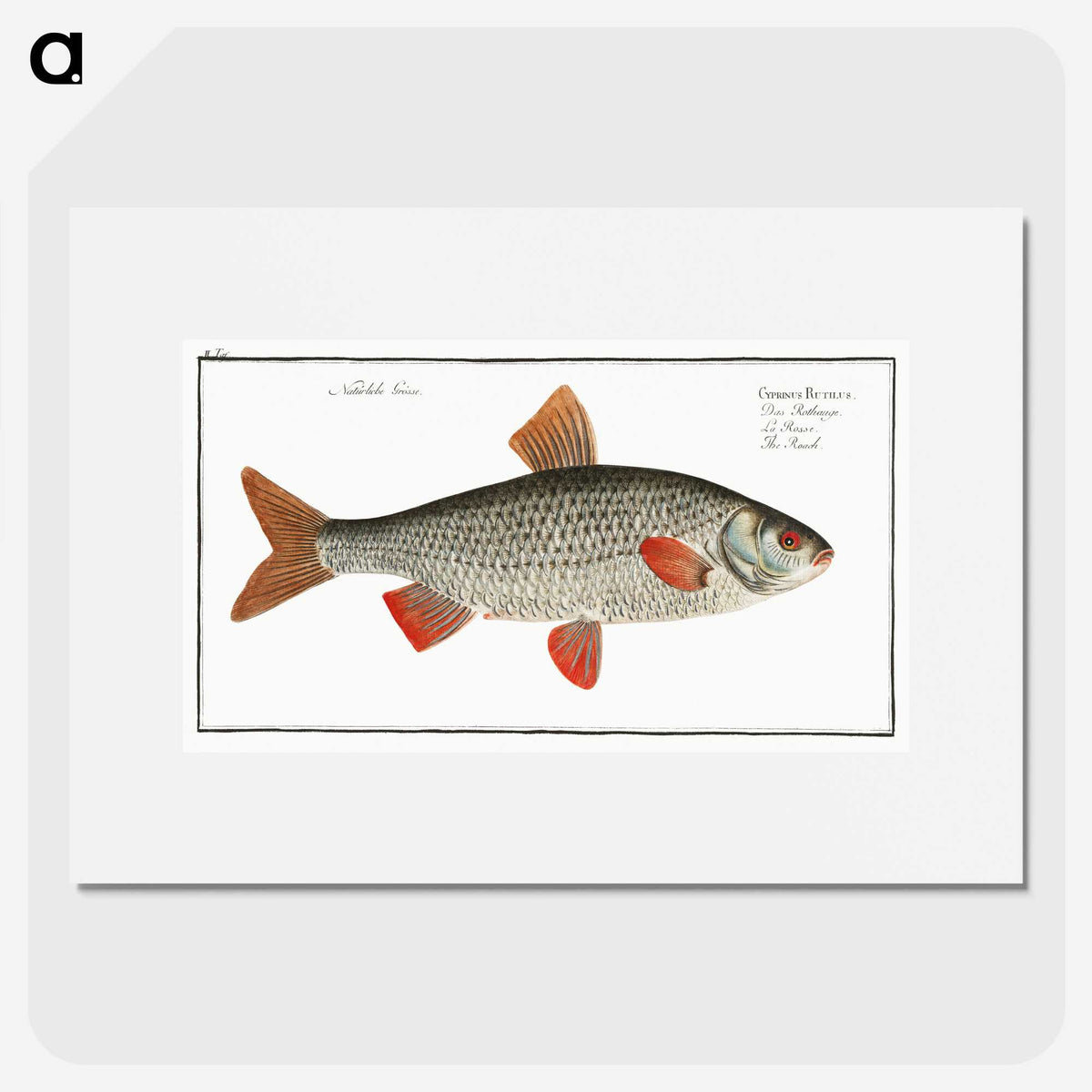 1-92_Ichtyologie-ou-Histoire-naturelle_picture