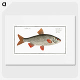 1-92_Ichtyologie-ou-Histoire-naturelle_picture