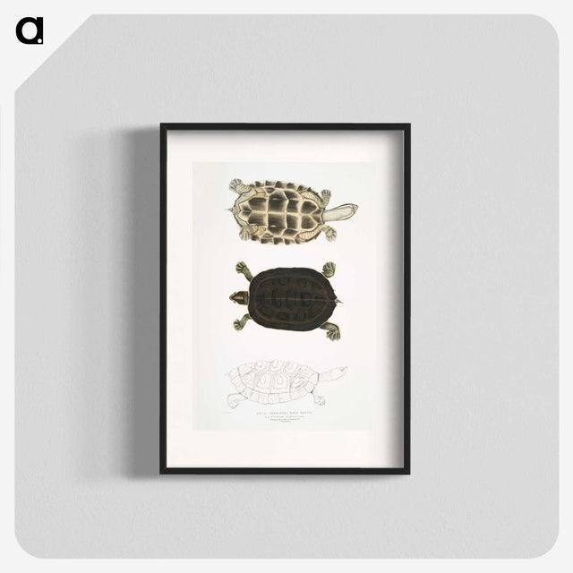 1-92_Indian-Zoology_blk