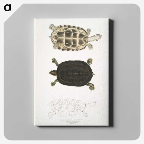 1-92_Indian-Zoology_canvas
