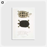 1-92_Indian-Zoology_hagaki