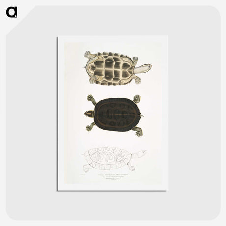 1-92_Indian-Zoology_hagaki