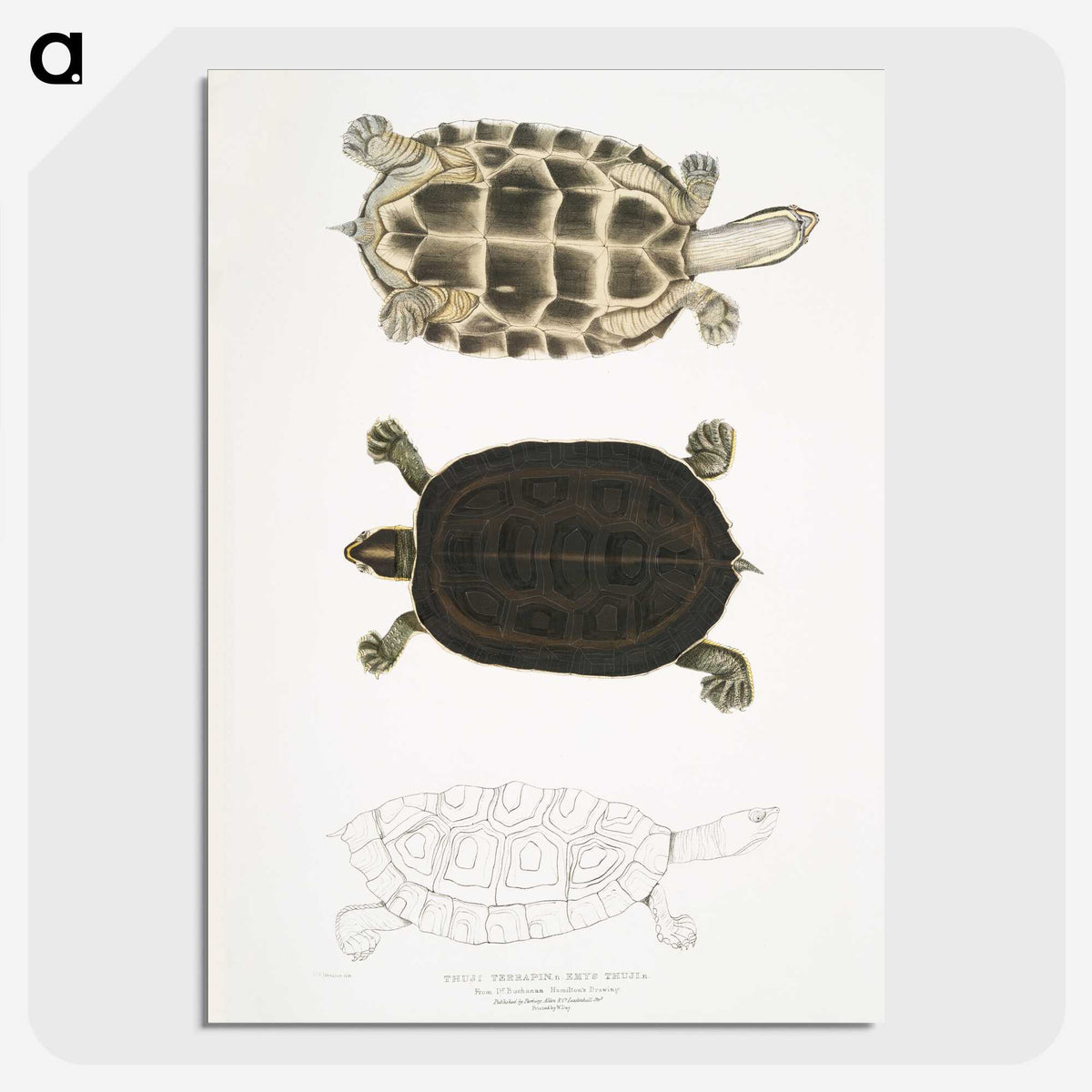 1-92_Indian-Zoology_picture-crop