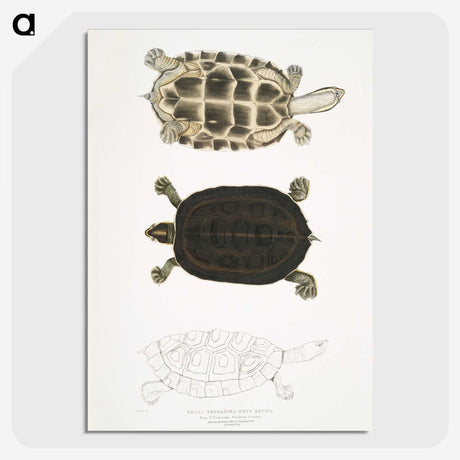 1-92_Indian-Zoology_picture-crop
