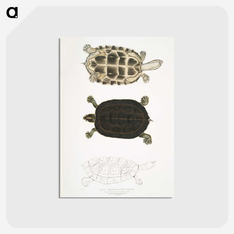 1-92_Indian-Zoology_postcard