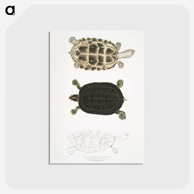1-92_Indian-Zoology_postcard