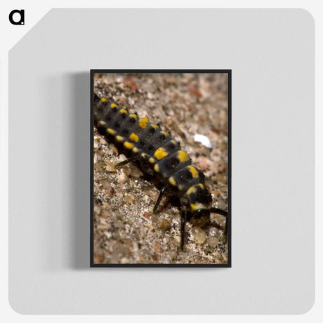 1-92_Insects-Unlocked-Project_blk-crop