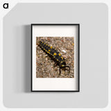 1-92_Insects-Unlocked-Project_blk