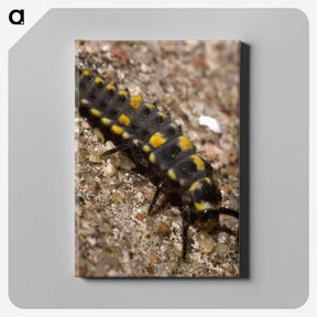 1-92_Insects-Unlocked-Project_canvas
