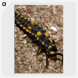 1-92_Insects-Unlocked-Project_picture-crop
