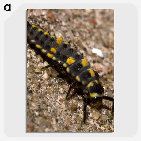 1-92_Insects-Unlocked-Project_picture-crop