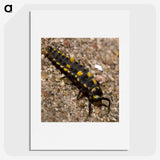 1-92_Insects-Unlocked-Project_picture