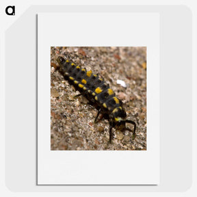 1-92_Insects-Unlocked-Project_picture