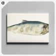 アートパネル-Fish, partly perished - ジャン ベルナール Canvas.