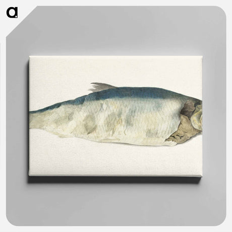 アートパネル-Fish, partly perished - ジャン ベルナール Canvas.