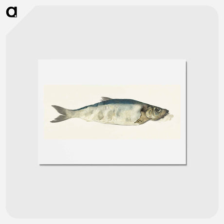 アートポストカード-Fish, partly perished - ジャン ベルナール Postcard.