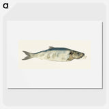 Fish, partly perished - ジャン ベルナール Poster.