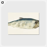 アートポストカード-Fish, partly perished - ジャン ベルナール Postcard.
