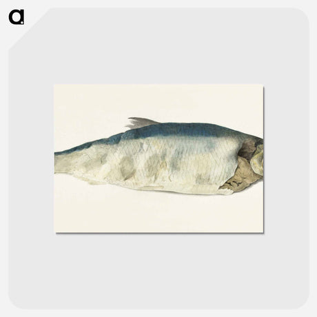 アートポストカード-Fish, partly perished - ジャン ベルナール Postcard.