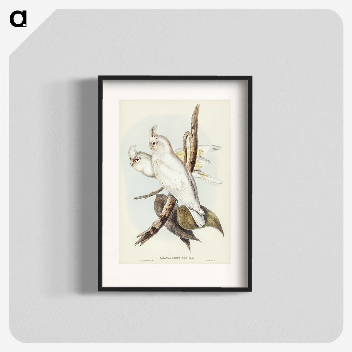 1-92_John-Gould_blk