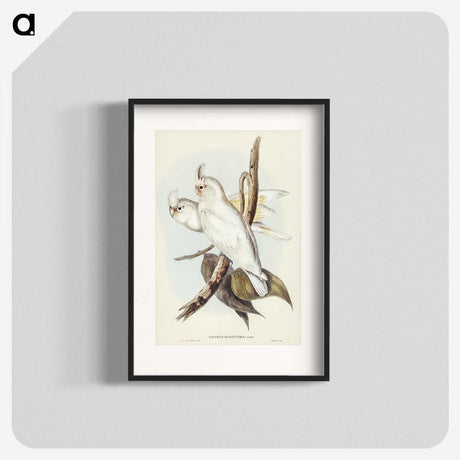 1-92_John-Gould_blk