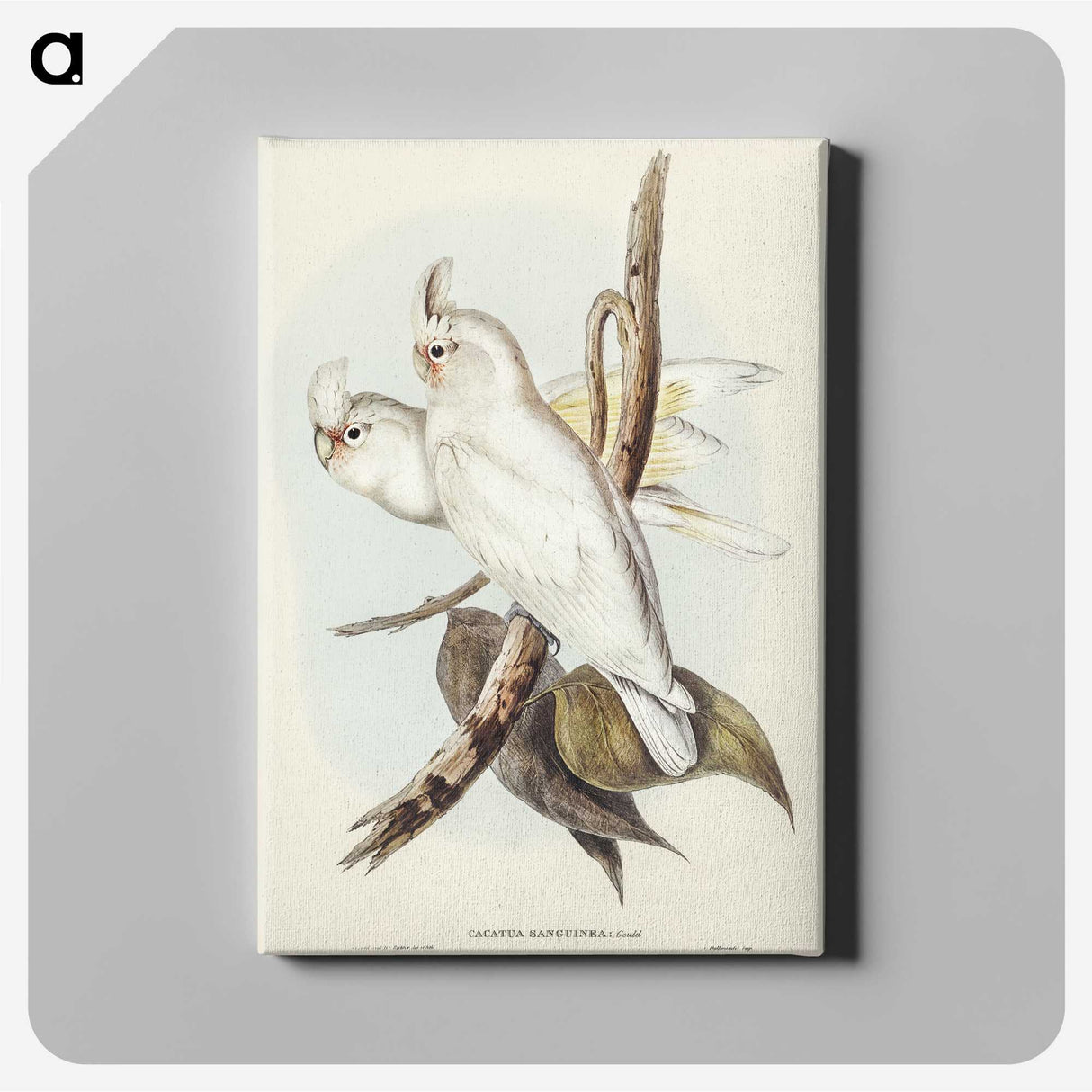 1-92_John-Gould_canvas