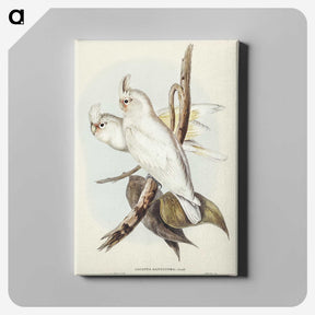 1-92_John-Gould_canvas