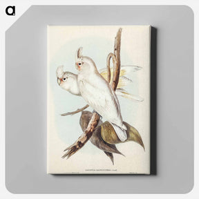 アートパネル-Blood-stained Cockatoo
 - ジョン グールド Canvas.