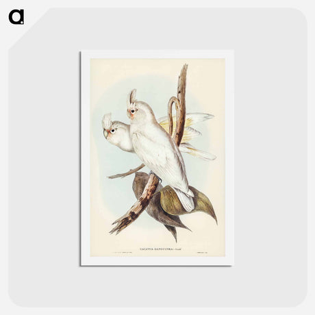 アートポストカード-Blood-stained Cockatoo
 - ジョン グールド Postcard.