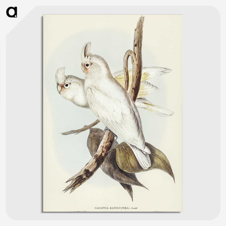 1-92_John-Gould_picture-crop