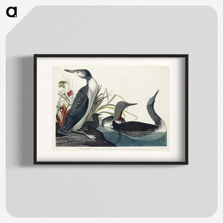 1-92_John-James-Audubon_blk