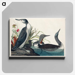 アートパネル-Red-Throated Diver
 - ジョン ジェームス オーデュボン Canvas.