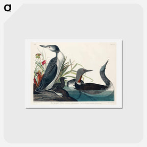 アートポストカード-Red-Throated Diver
 - ジョン ジェームス オーデュボン Postcard.