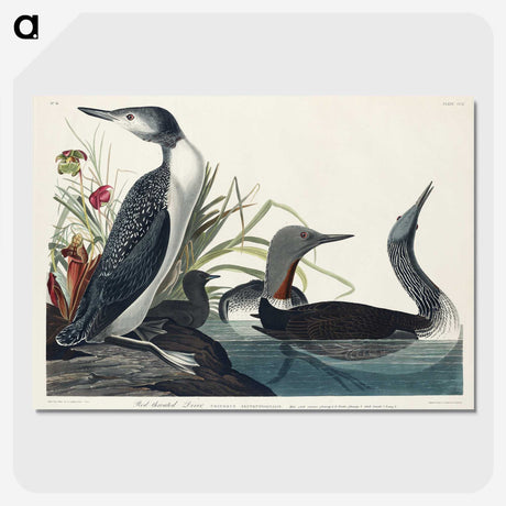 1-92_John-James-Audubon_picture-crop
