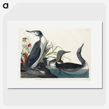 1-92_John-James-Audubon_picture