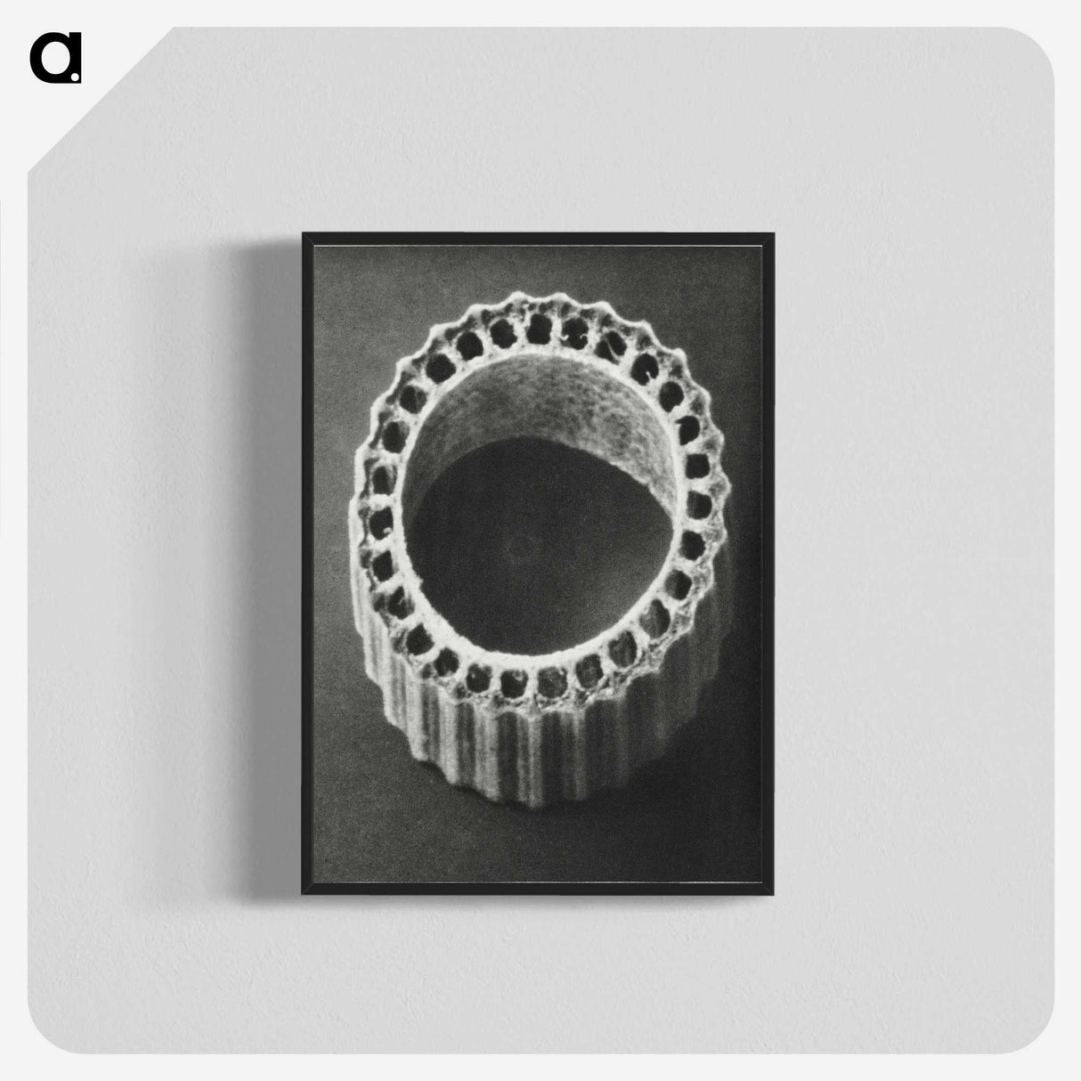 1-92_Karl-Blossfeldt_blk-crop
