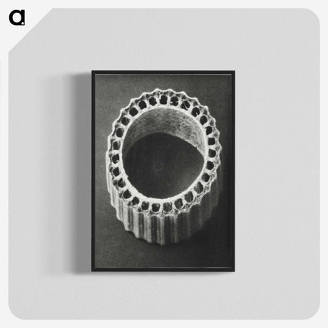 1-92_Karl-Blossfeldt_blk-crop