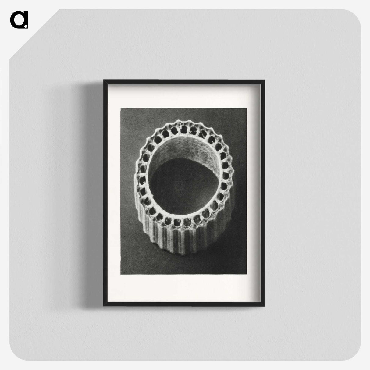 1-92_Karl-Blossfeldt_blk