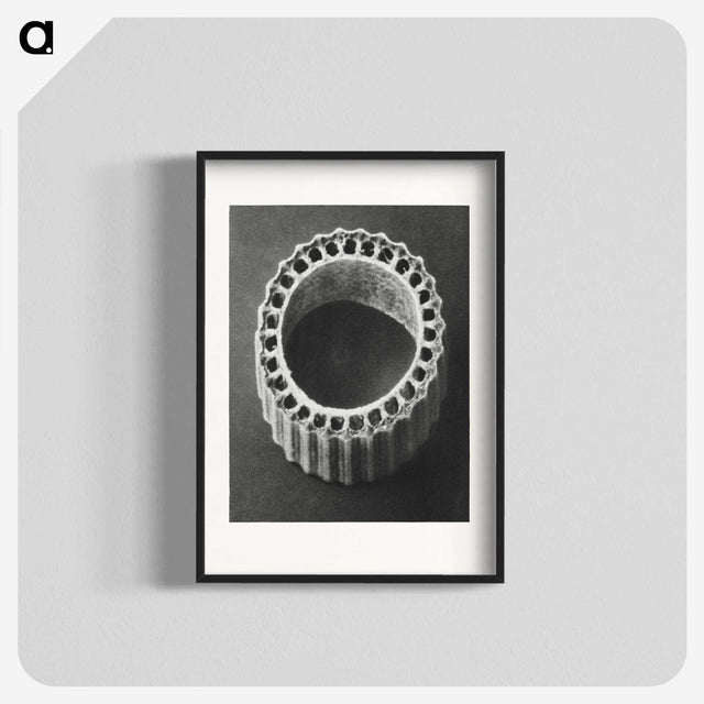 1-92_Karl-Blossfeldt_blk