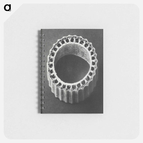 Equisetum Hiemale - カール ブロスフェルト Memo.