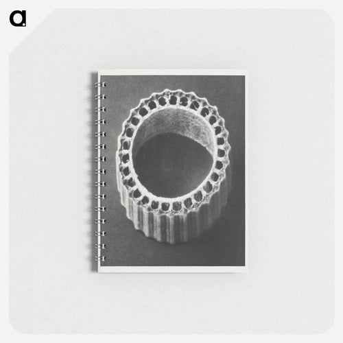 Equisetum Hiemale - Karl Blossfeldt Memo.