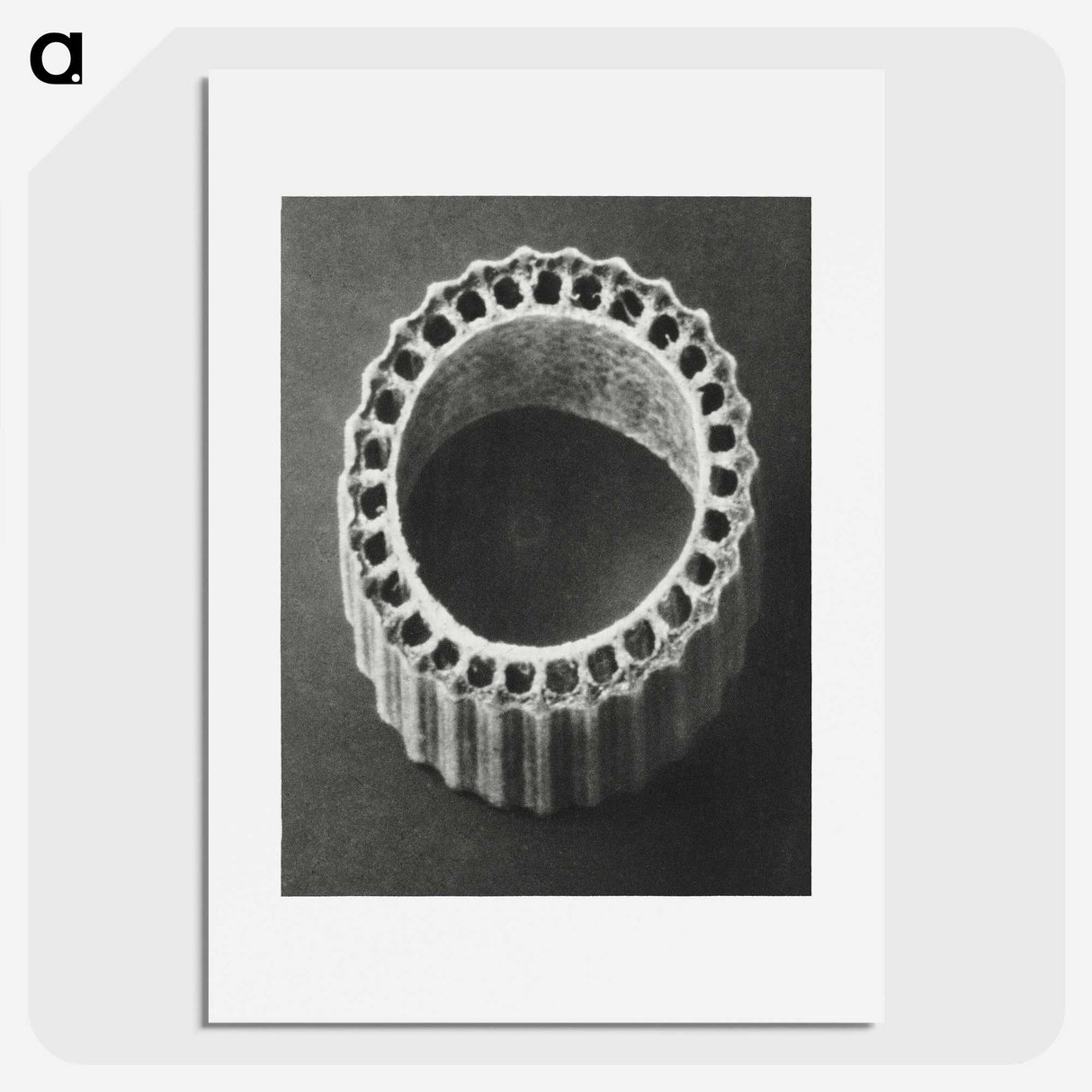 1-92_Karl-Blossfeldt_picture