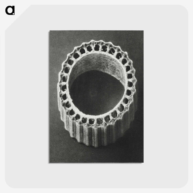 1-92_Karl-Blossfeldt_postcard