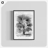 1-92_Les-Palmiers-Histoire-Iconographique_blk-crop